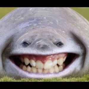 Meet your Posher, Don